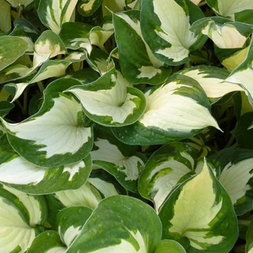 Hosta Reversed Funkia - Bakker