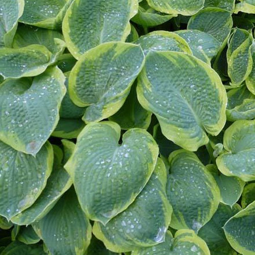 Hosta Frances Williams mit gelbem Rand - Hosta sieboldiana frances williams - Gartenpflanzen