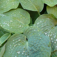 Blaue Hosta Siebolds Hosta - Hosta sieboldiana - Gartenpflanzen