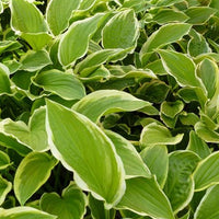 Hosta So Sweet Funkia - Hosta so sweet - Gartenpflanzen