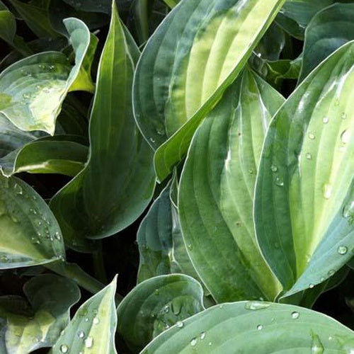 Hosta Striptease Funkia - Bakker