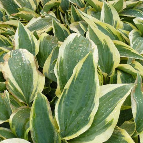 Hosta Wolverine Funkia - Hosta hybride wolverine - Gartenpflanzen