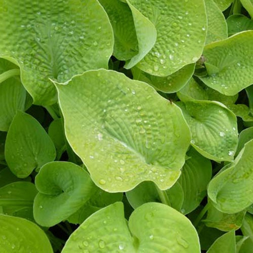 Hosta Zounds Funkia - Hosta zounds - Gartenpflanzen