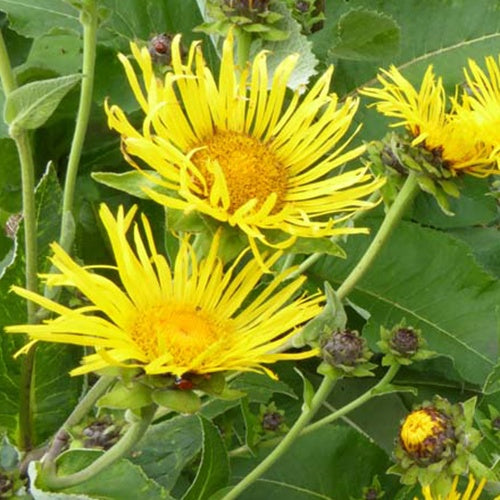 Große Auneias (x3) - Inula helenium - Gartenpflanzen