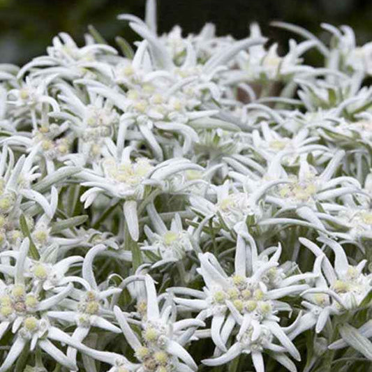 Edelweiß Blossom of Snow - Leontopodium nivale ssp alpinum berghman blossom o - Gartenpflanzen