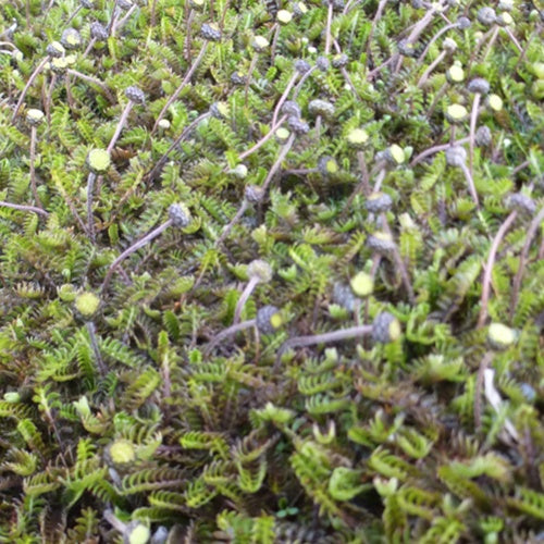 Cotule mit Hochblättern Raue Leptinelle (x3) - Leptinella squalida - Gartenpflanzen