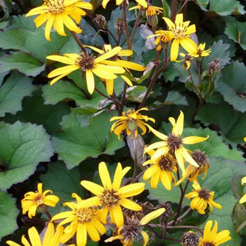 Kreuzkraut - Ligularia dentata desdemona - Gartenpflanzen