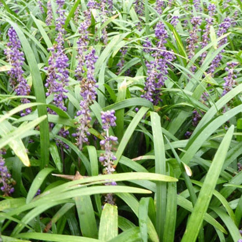 Immergrüne Lilientraube Evergreen Giant - Bakker