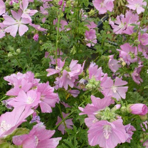 Alkalische Malven Fastigiata Aufrechte Malven (x3) - Malva alcea fastigiata - Gartenpflanzen