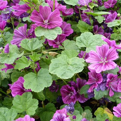 Waldmalve Malva sylvestris (x3) - Malva sylvestris - Gartenpflanzen