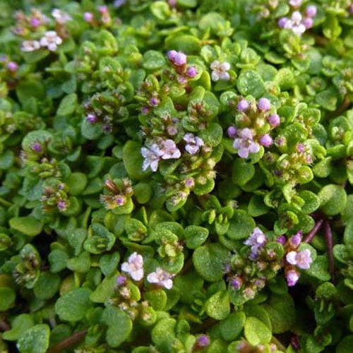 Korsische Minze Requien-Minze (x3) - Mentha requienii - Gartenpflanzen
