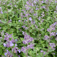 Nepeta Junior Walker Junggeselle Junior Walker - Nepeta novanepjun junior walker - Gartenpflanzen