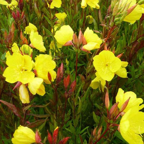 Grüne Nachtkerze Grüne Nachtkerze (x3) - Oenothera fruticosa ssp glauca - Gartenpflanzen