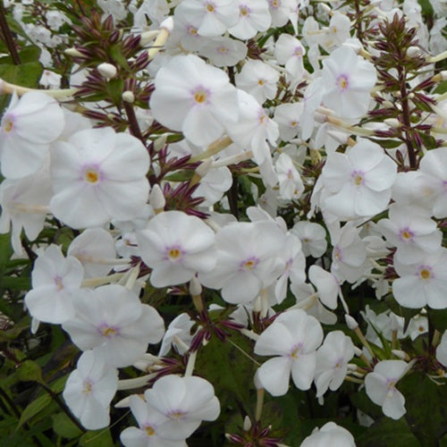 Phlox Avalanche Gefleckter Phlox Schneelawine - Bakker
