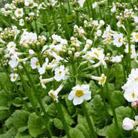 Japanische Schlüsselblume Alba Weiße Japanische Schlüsselblume (x3) - Primula japonica alba - Gartenpflanzen