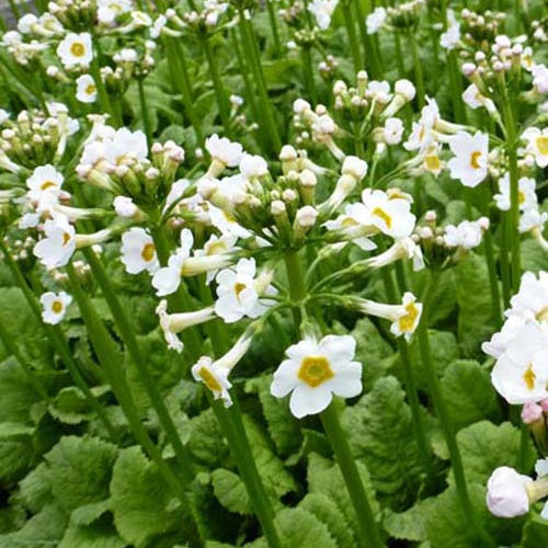 Etagen-Schlüsselblume 'Alba' - Bakker