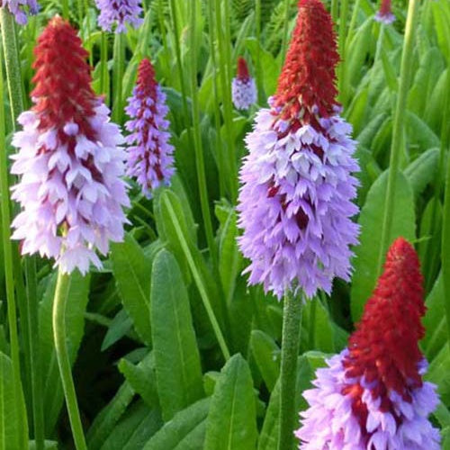 Vater-Vial-Primel Orchideen-Primel - Primula vialii - Gartenpflanzen