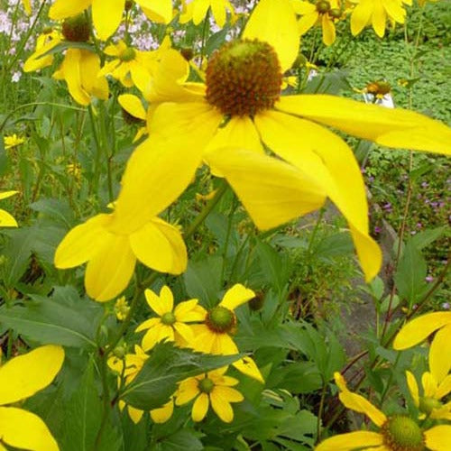 Rudbeckie Herbstsonne Rudbeckia Autumn Sun - Rudbeckia nitida herbstsonne - Gartenpflanzen