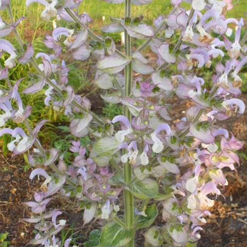 Alles-gut Muskatellersalbei - Salvia sclarea - Gartenpflanzen