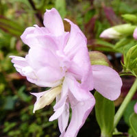 Seifenkraut Rosea Plena Rosa gefüllt blühendes Seifenkraut - Saponaria officinalis rosea plena - Gartenpflanzen