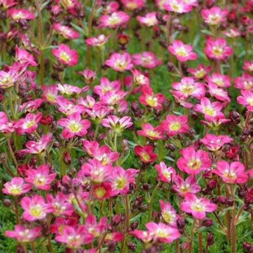Arends-Steinbrech Pixie Rose Moos-Steinbrech Pixie Rose (x3) - Saxifraga pixie - Gartenpflanzen