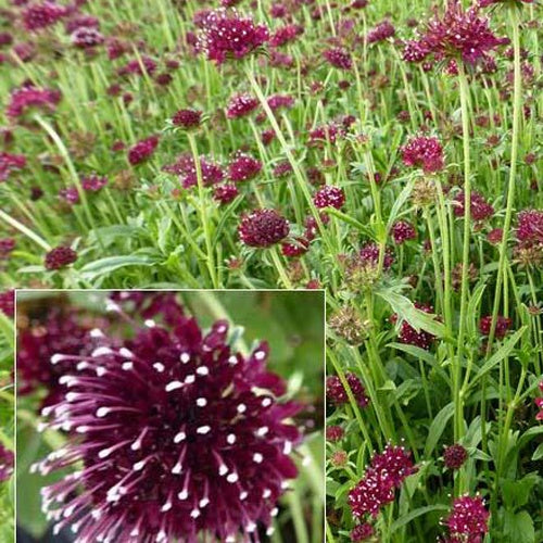 Purpurne Skabiose Skabiose Chile Black - Scabiosa atropurpurea chile black - Gartenpflanzen