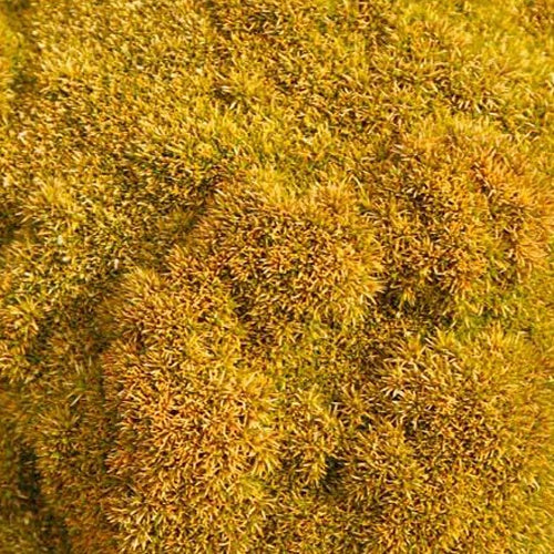 Einzeln blühende Skleranthus Selected Bronze Schaumskleranthus Bronze - Bakker