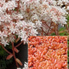 Sedum Coral Carpet Orpinus Coral Carpet (x3) - Sedum album coral carpet - Gartenpflanzen