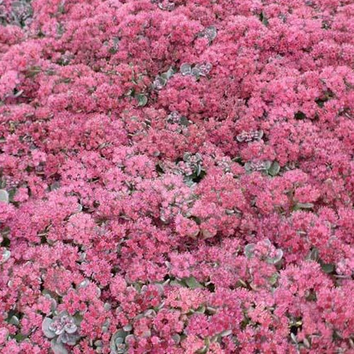 Sedum Lidakense Orpinus Lidakense (x3) - Sedum cauticola lidakense - Gartenpflanzen