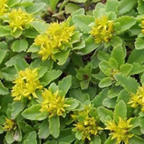 Kamtschaka-Sedum Kamtschaka-Knabenkraut (x3) - Sedum kamtschaticum - Gartenpflanzen