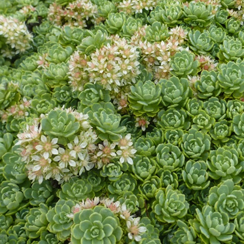 Sedums pachyclados Orpinus pachyclados (x3) - Bakker