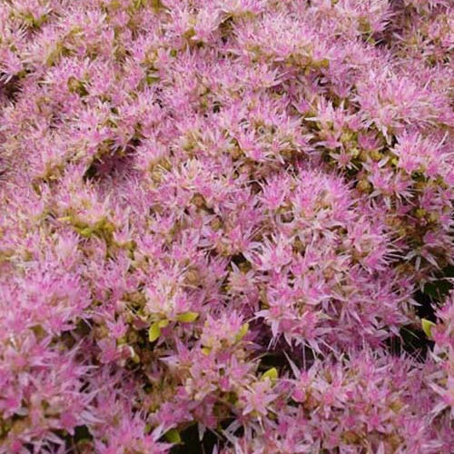 Sedum Carmen Knabenkraut Carmen - Sedum spectabile carmen - Gartenpflanzen