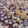 Spatelförmige Sedum Purpureum Spatelförmiges Knabenkraut Purpureum (x3) - Sedum spathulifolium purpureum - Gartenpflanzen