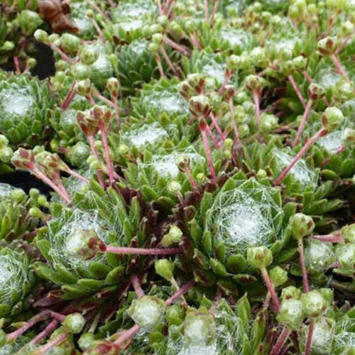 Spinnennetz-Jubarb Sempervivum arachnoideum (x3) - Sempervivum arachnoideum - Gartenpflanzen