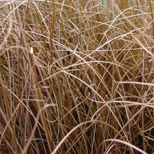 Neuseelandsegge - Carex comans bronze form - Gartenpflanzen