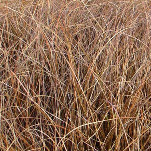 Kupfersegge Milk Chocolate Zerschlissene Segge Milk Chocolate - Bakker