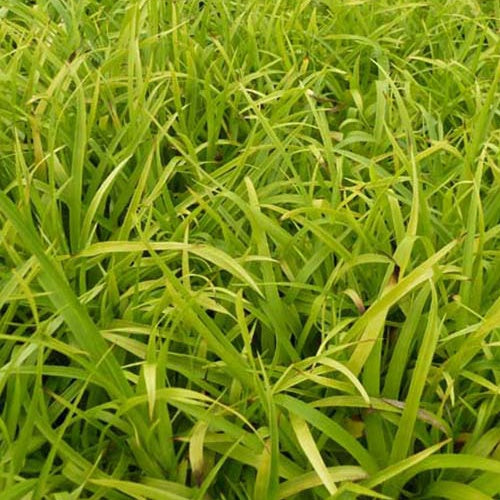 Waldmarbel 'Solar Flair' - Bakker