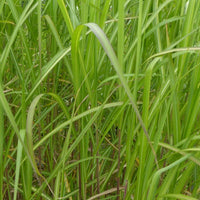 Eulalie Jubilar Schilfrohr aus Taiwan - Miscanthus sinensis jubilar - Gartenpflanzen