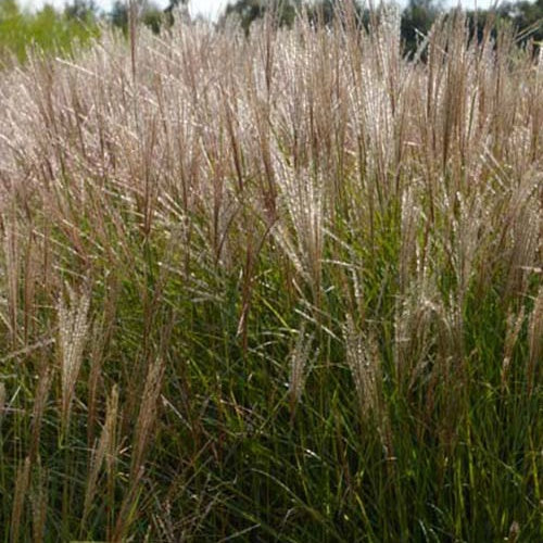 Eulalie Kleine Silberspinne Chinaschilf - Miscanthus sinensis kleine silberspinne - Gartenpflanzen