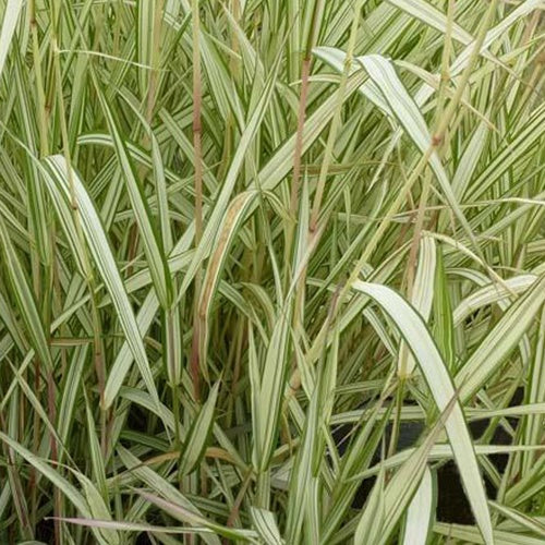 Panaschiertes Hirtenband Baldingère faux-roseseau Feesey - Phalaris arundinacea feesey - Gartenpflanzen