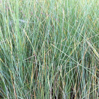 Immergrüne Wiesenraute Tussockgras Australische Wiesenraute - Poa labillardieri - Gartenpflanzen