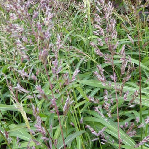 Zotten-Raugras - Spodiopogon sibiricus west lake - Gartenpflanzen