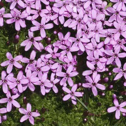 Stängellose Leimkraut - Silene acaulis - Gartenpflanzen