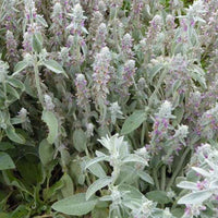 Wolliges Epiarius Bärenohr Kaninchenohr (x3) - Stachys byzantina - Gartenpflanzen