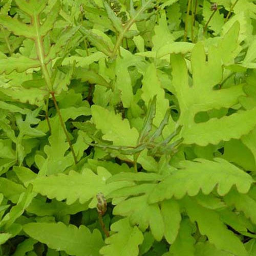 Empfindlicher Farn Empfindliche Nachtkerze - Onoclea sensibilis - Zimmerpflanzen
