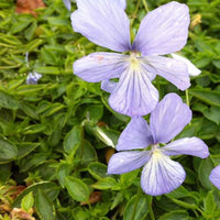 Gehörntes Veilchen Boughton Blue Gehörntes Stiefmütterchen (x3) - Viola cornuta boughton blue - Gartenpflanzen