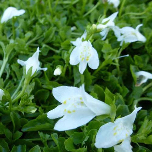 Weiße kriechende Mazus - Mazus reptans albus - Gartenpflanzen