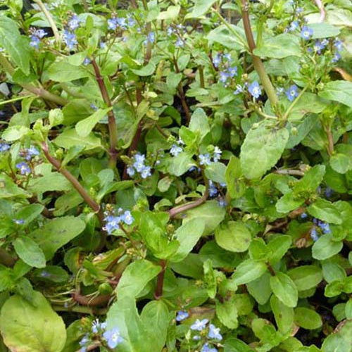 Bachveronika Pferdekresse Eulensalat - Veronica beccabunga - Gartenpflanzen