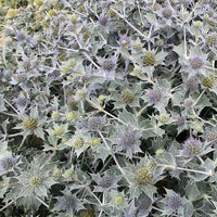 Stranddistel Maritime Panicaut - Eryngium maritimum - Gartenpflanzen