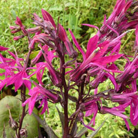 Lobelie Russian Princess - Lobelia speciosa russian princess - Gartenpflanzen